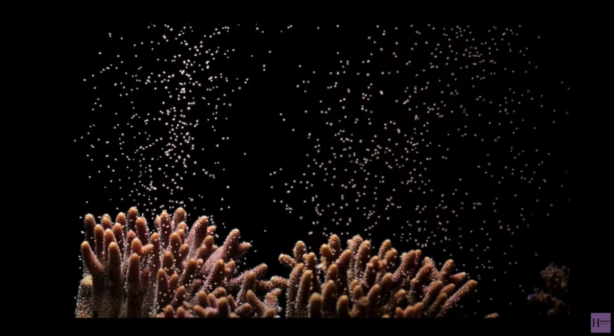 Een stoeipartij op leven en dood: jaarlijkse massa-orgie moet het Great Barrier Reef redden